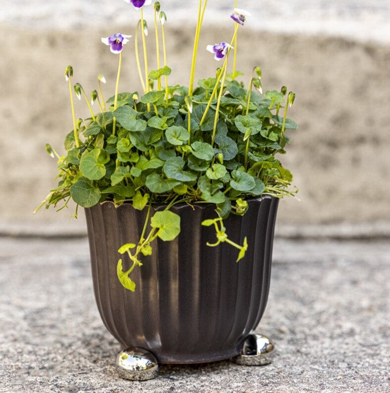 Ball Pot Paws Pot Paws