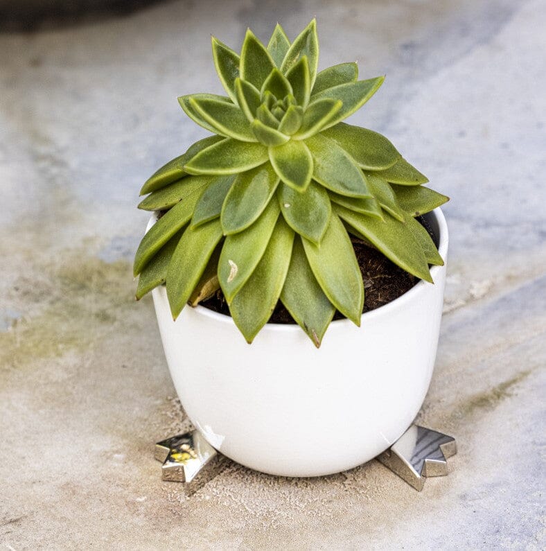 Crown Pot Paws Pot Paws