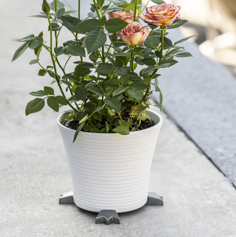 Crown Pot Paws Pot Paws